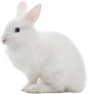 White Rabbit Profile View PNG image