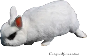 White Rabbitwith Red Ear PNG