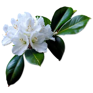 White Rhododendron Png Psl PNG image