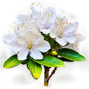 White Rhododendron Png Xsb35 PNG image