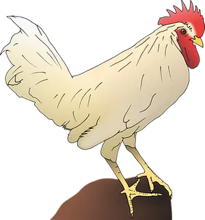 White Rooster Illustration
