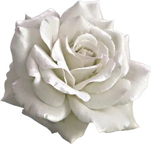 White Rose Black Background PNG image