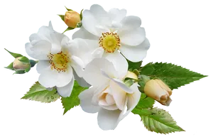White Rose Blossoms Transparent Background