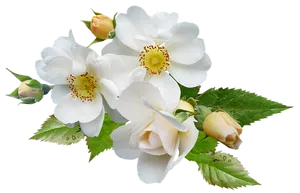 White Rose Bouquet Black Background