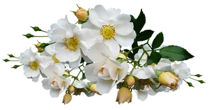 White Rose Bouquet Transparent Background