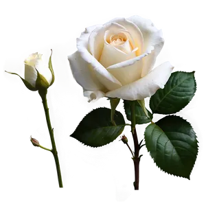 White Rose Flower Png Uoe PNG image