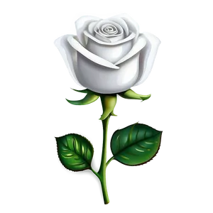White Rose PNG 81