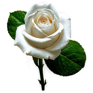 White Rose PNG 85