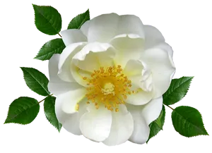 White Rose Transparent Background