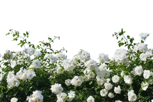 White Roses Black Background PNG image