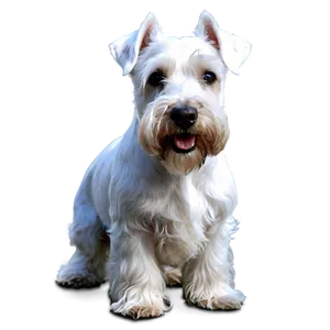 White Schnauzer Png 25 PNG image