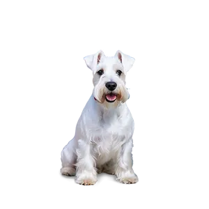 White Schnauzer PNG 26