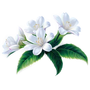 White Spring Flower PNG 05242024