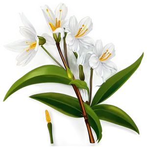 White Spring Flower PNG 26