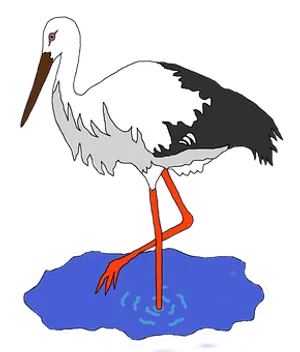 White Stork Illustration