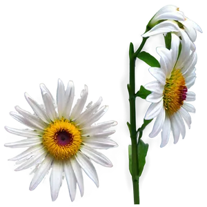 White Summer Flower PNG 05242024