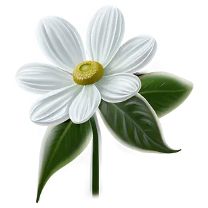 White Summer Flower PNG 78