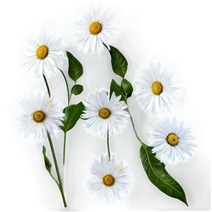 White Summer Flowers PNG 98 PNG