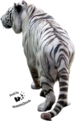 White Tiger Walking Away PNG