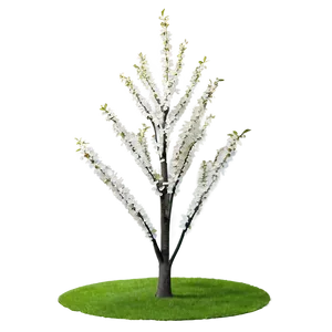 White Tree In Spring Bloom Png Qic PNG image