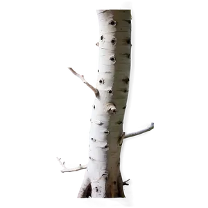 White Trunk PNG Jhc