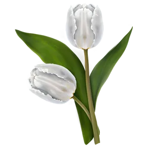 White Tulip Png Xej75 PNG image