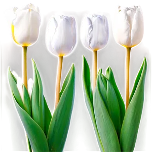 White Tulips Elegance Png 05242024 PNG image