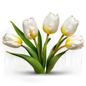 White Tulips Elegance Png 4 PNG image