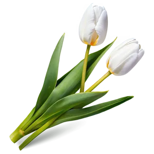 White Tulips Flowers Png 38 PNG image