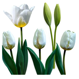 White Tulips Flowers PNG Fno PNG