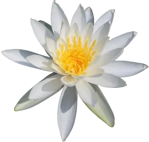 White Water Lily Black Background PNG image