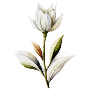White Watercolor Flower PNG 05242024