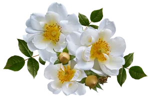 White Wild Roses Transparent Background