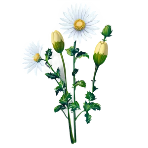 White Wildflower PNG 38