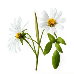 White Wildflower PNG Wdx
