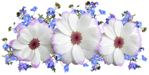 Whiteand Purple Flowers Transparent Background PNG image