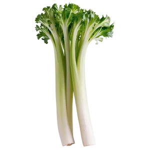 Whole Celery Bunch PNG Wtq23 PNG