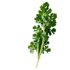 Whole Cilantro Png 7 PNG image