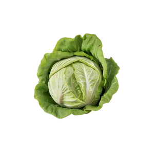 Whole Lettuce Head PNG Nxo4