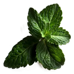 Whole Mint Leaves PNG 89 PNG