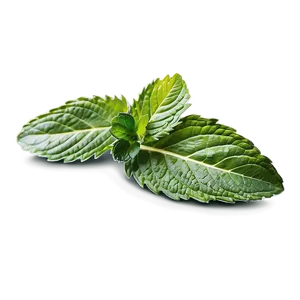 Whole Mint Leaves PNG Fma42 PNG