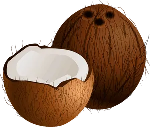 Wholeand Half Coconut Illustration