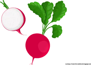 Wholeand Half Radish Illustration PNG