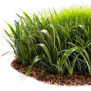 Wide Grass Patch PNG 06212024