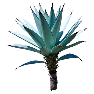 Wild Agave Plant PNG 06282024