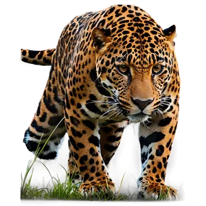 Wild Beauty Jaguar PNG 05212024