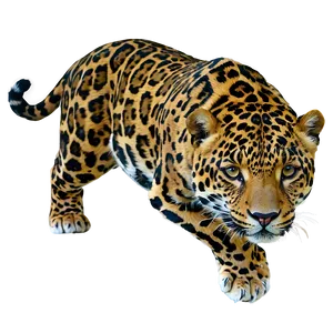 Wild Beauty Jaguar PNG 05212024