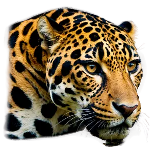 Wild Beauty Jaguar PNG 05212024