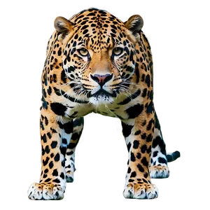 Wild Beauty Jaguar PNG 05212024