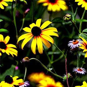 Wild Black Eyed Susan Meadow Png 10 PNG image